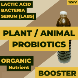 Lactic Acid Bacteria Serum (LABS)